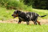 BEAUCERON - PUPPIES 255